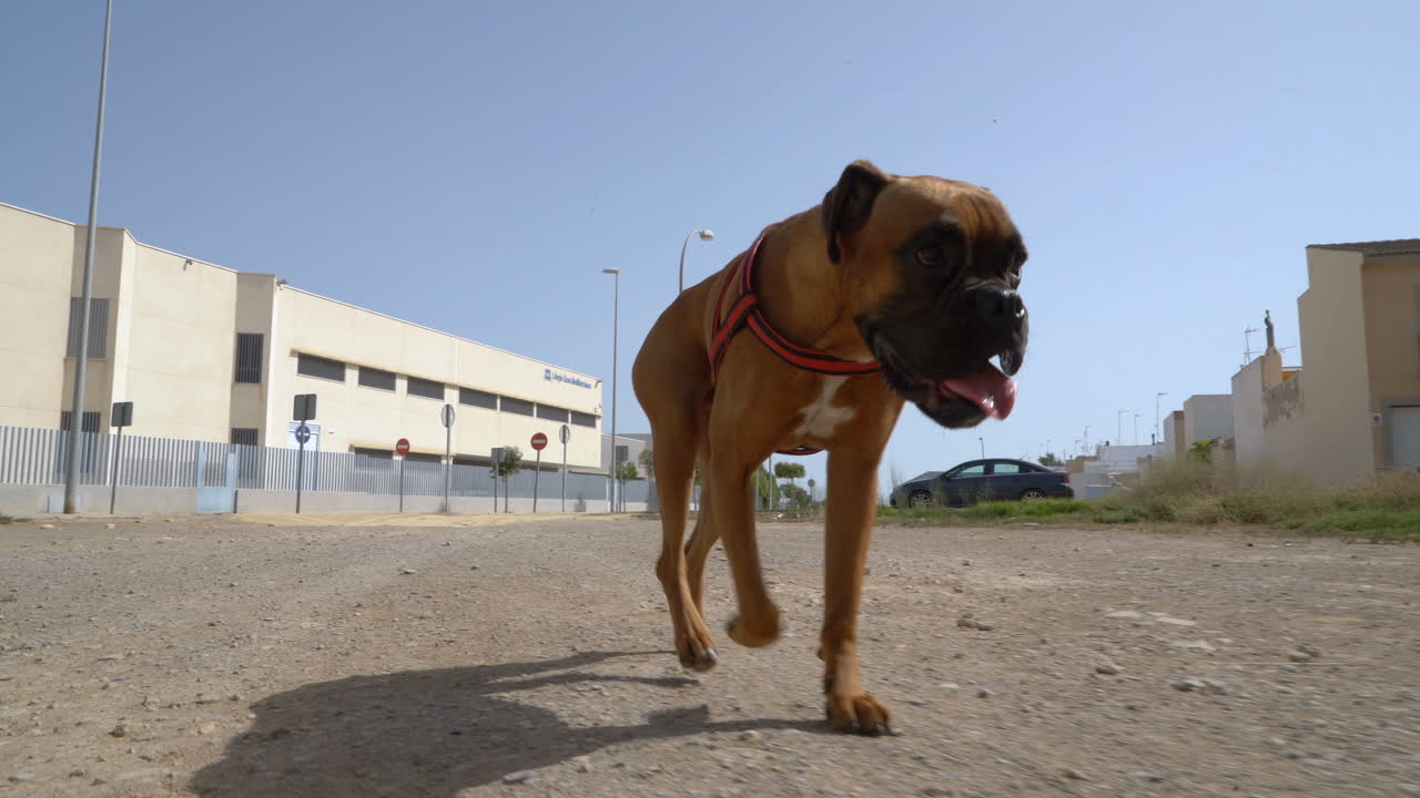 A boxer dog on the street
