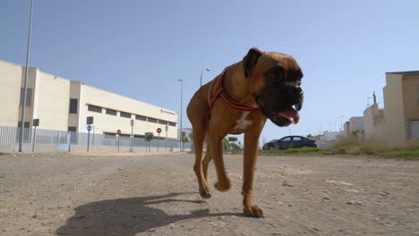 a boxer dog on the street