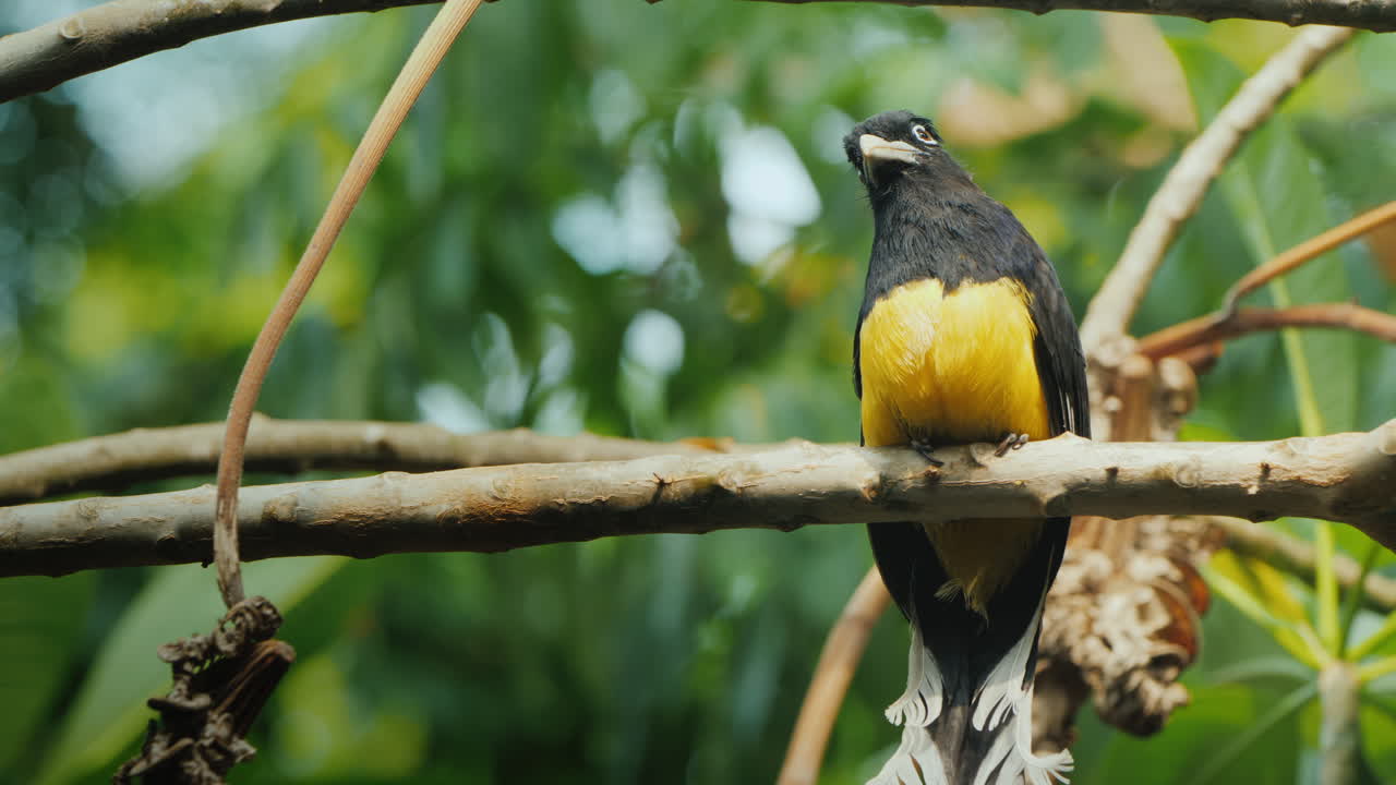 el trogón de cabeza negra (trogon melanocephalus) es una especie de ave de la familia trogonidae.