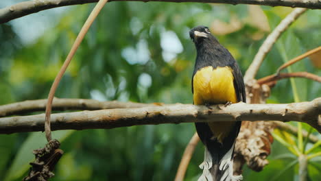 El-Trogon-De-Cabeza-Negra-(trogon-Melanocephalus)-Es-Una-Especie-De-Ave-De-La-Familia-Trogonidae