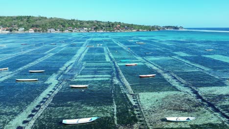 Aerial-drone-view-of-green-seaweed-farm-pattern-with-harvesting-boats