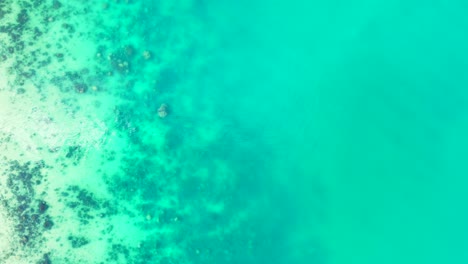 Beautiful-shoreline-of-tropical-island-with-turquoise-sea-texture-of-corals-and-pebbles-under-clear-water-in-Caribbean