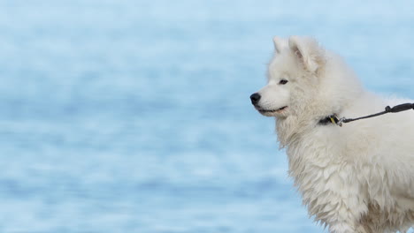 white samoyed dog profile with a blurred sea in background, leash visible