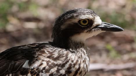 detailed observation of a bush stone-curlew outdoors