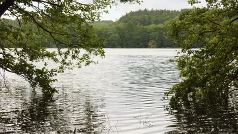 Agua-Tranquila-Con-Reflejos-En-El-Lago-Tranquilo-En-El-Bosque-Misterioso