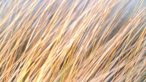 yellow dry grass sways in gusts of wind