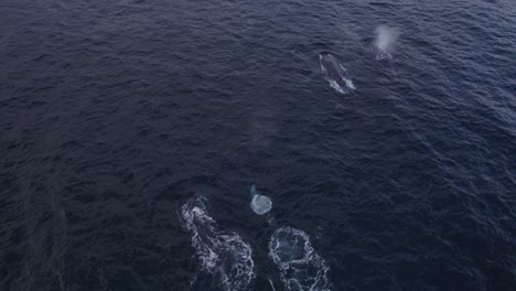 seagull flying over humpback whales swimming in the ocean