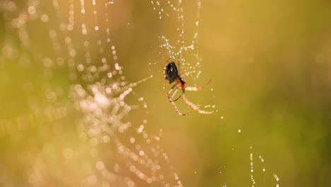 Raindrops-on-the-spider-web.-Cobwebs-in-small-drops-of-rain.