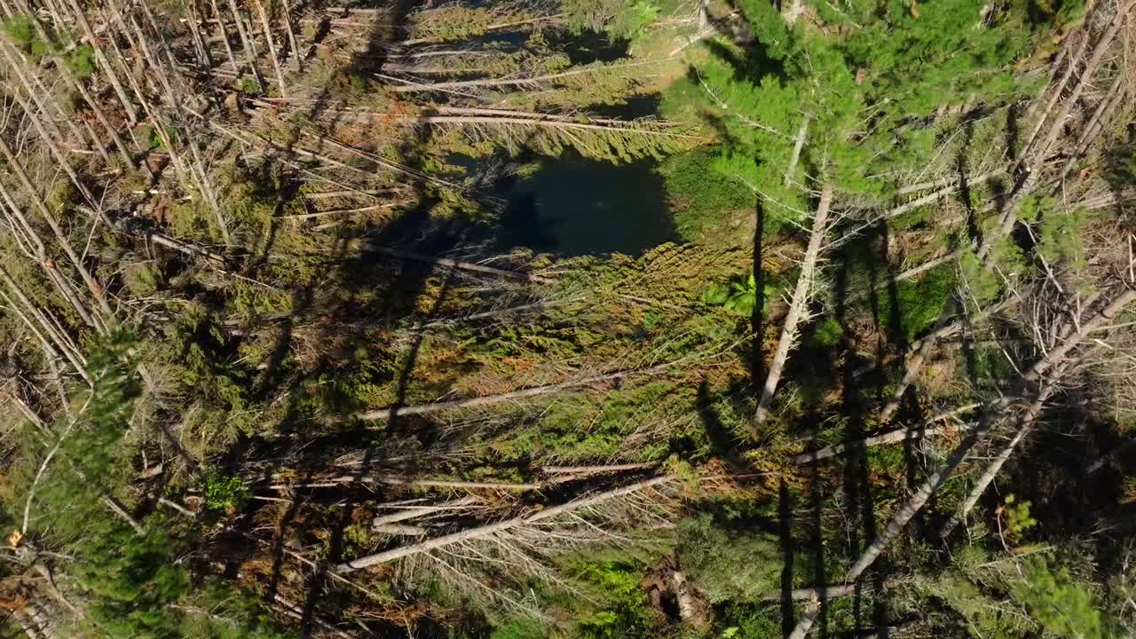 fotografía aérea del bosque de nueva zelanda con pinos caídos después del ciclón