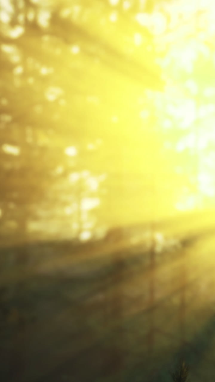 Golden sunlight filters through the trees in a serene forest setting