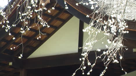 gabled facade of japanese style house with hinoki wood construction and weeping cherry tree blossoms hanging in foreground