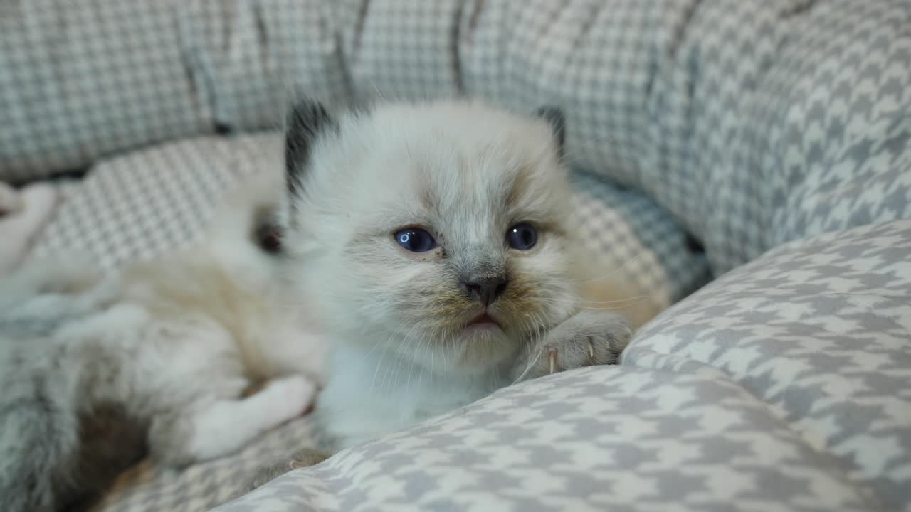 piccolo gattino ragdoll carino che gioca a essere stupido
