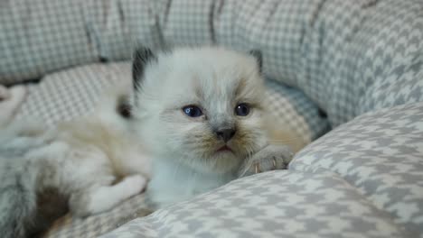 dumb- little cute ragdoll kitten playing dumb