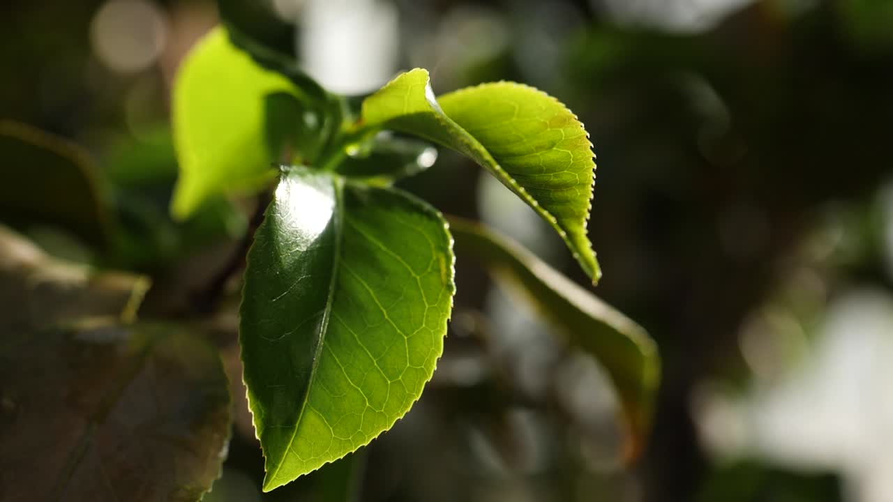 primer plano de las hojas verdes frescas