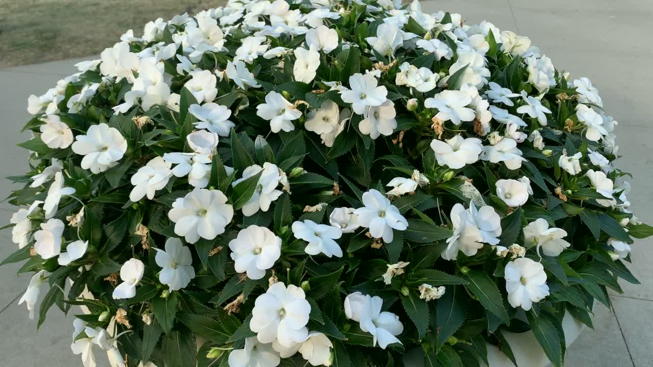 Beautiful white rose pot in a garden