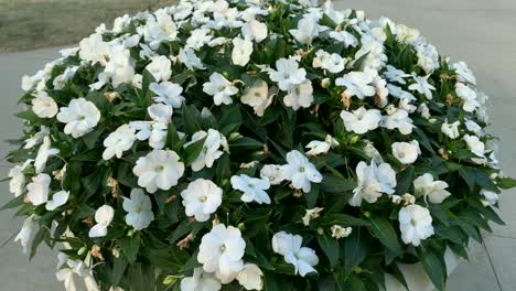beautiful white rose pot in a garden