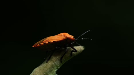 giant shield bug, tessaratomidae, kaeng krachan national park, thailand, 4k footage