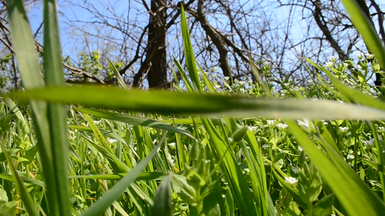 Erba su una radura. Primavera verde.