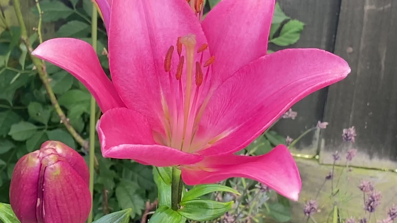 Vibrant Pink Lily Flower and Bud in a Garden