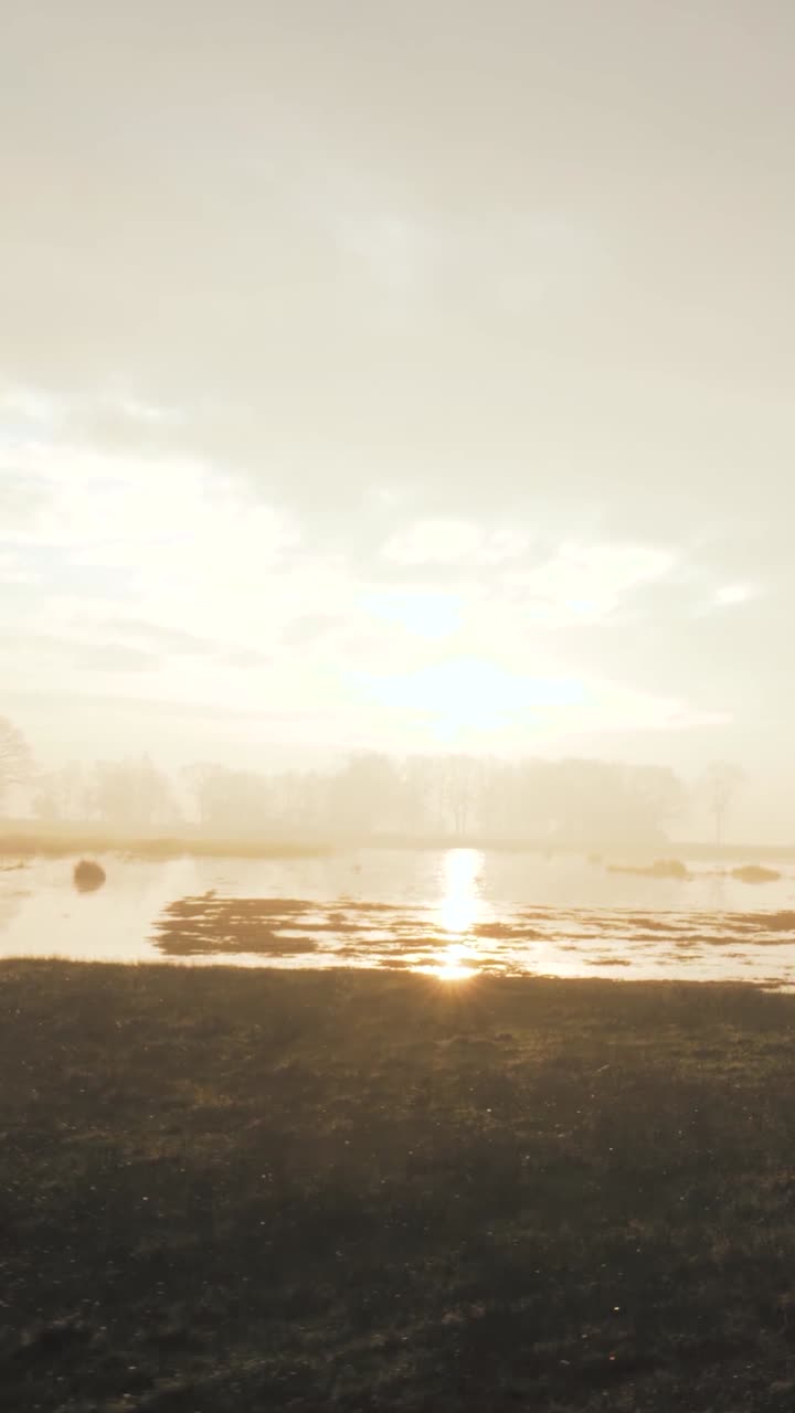 el amanecer sobre un humedal brumoso