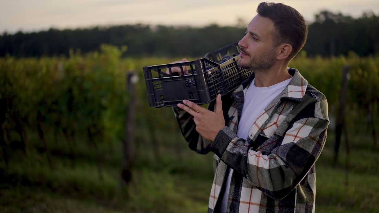 Farmer harvesting grapes in vineyard