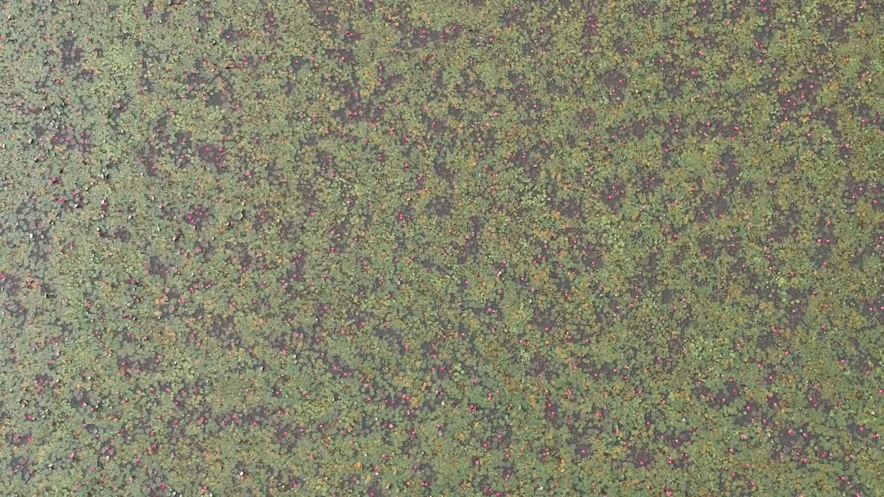 Water lily pond river sea,Water lily blooming,Beautiful aerial shot,group,Blossom ,field,Top