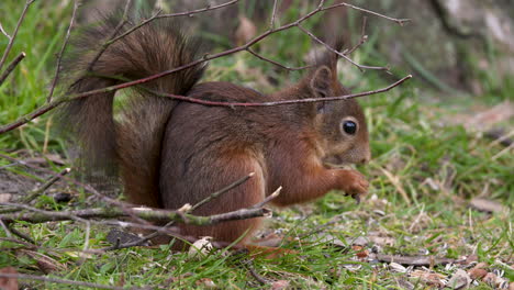 red squirrel sitting next to a tree feeding on some nuts