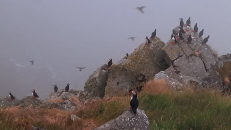 Atlantic-puffin-(Fratercula-arctica),-on-the-rock-on-the-island-of-Runde-(Norway).