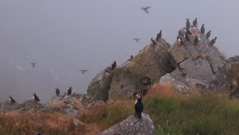 papagayo atlántico (fratercula arctica), en la roca de la isla de runde (noruega).