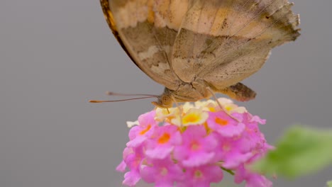 yellow brown orange monarch butterfly gathering nectar of pink flower in nature - 4k prores cinematic shot