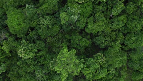 Una-Filmación-Aérea-De-La-Selva-Tropical-Desde-Arriba