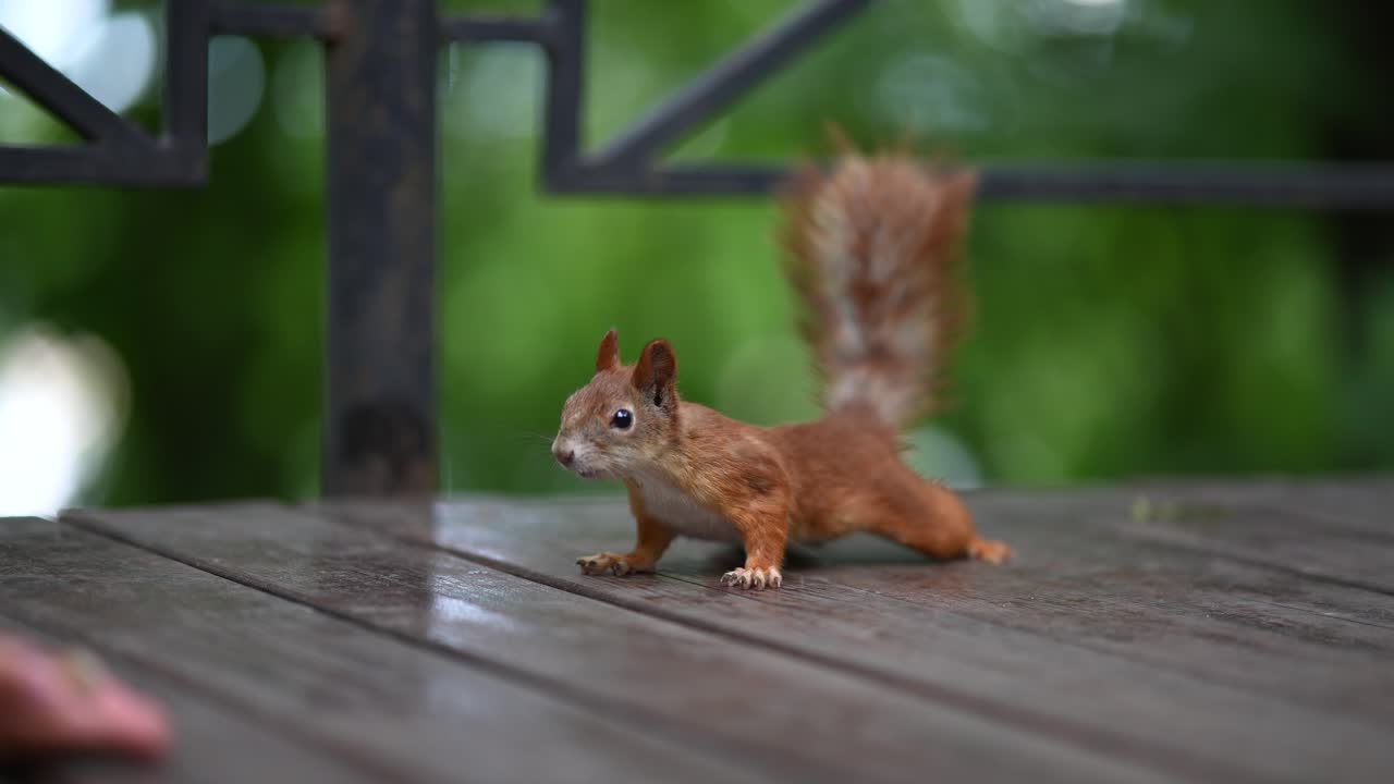 Scoiattolo rosso su una terrazza in legno