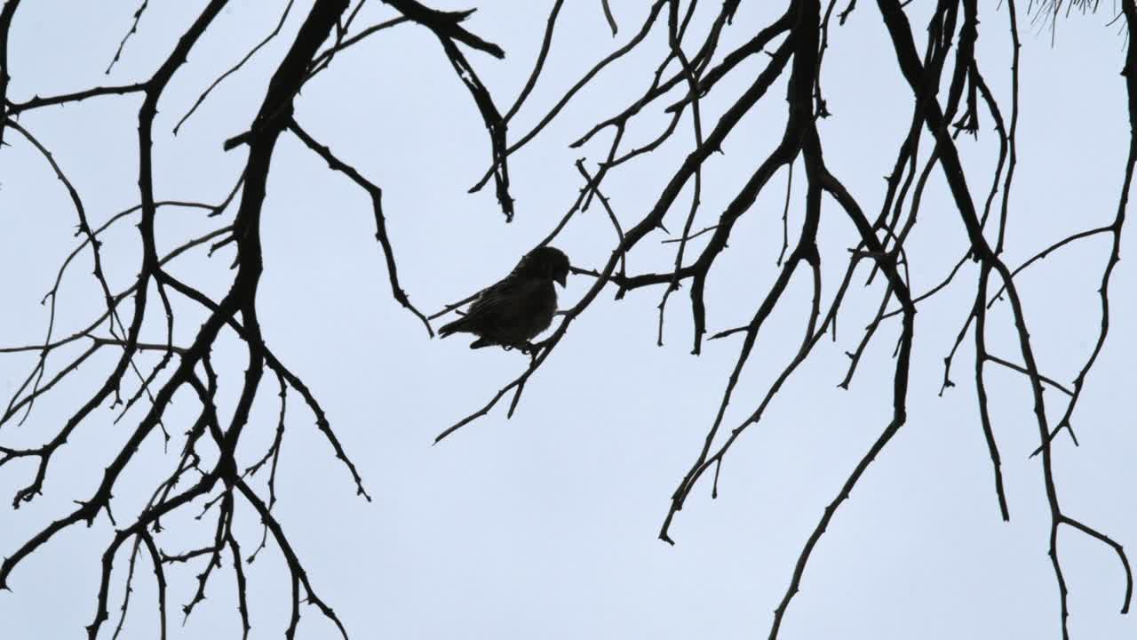 Silhouette of a small bird sitting on tree branches