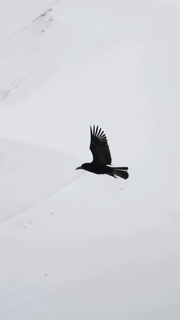 Video verticale: Un singolo uccello nero che vola entra nell'inquadratura da sinistra e batte le ali sopra pendii innevati.