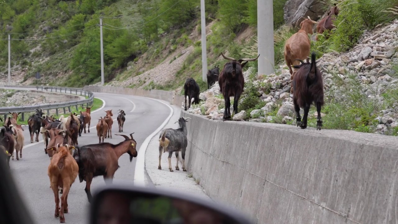 Gregge di capre domestiche che percorre una tortuosa strada di montagna, viaggio su strada nell'Albania rurale.