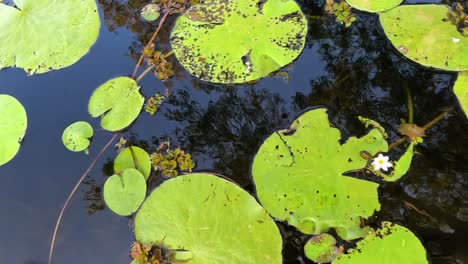 hojas de lirio de agua flotando en un estanque