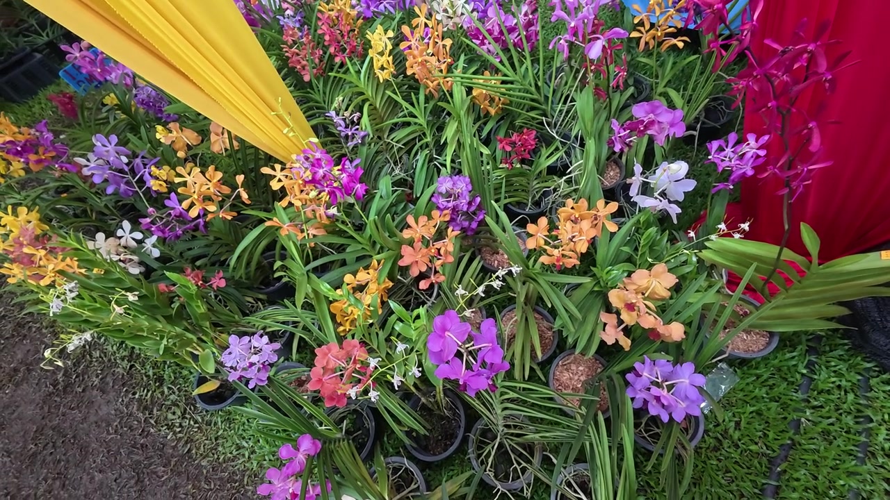 Diverses espèces de jeunes plants d'orchidées poussent dans des sacs en polyéthylène à l'intérieur d'une pépinière commerciale. Les clients parcourent la sélection. Ils choisissent leurs jeunes plants préférés.