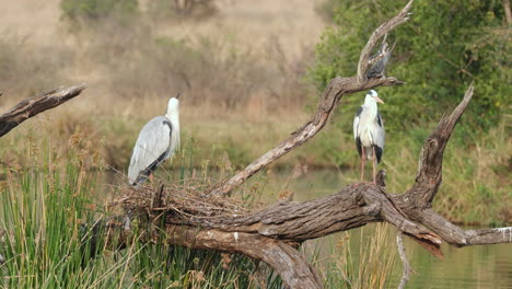 Garzas-Grises-Descansando-Sobre-Ramas-De-árboles-Secas-En-Estado-Salvaje---Plano-Amplio