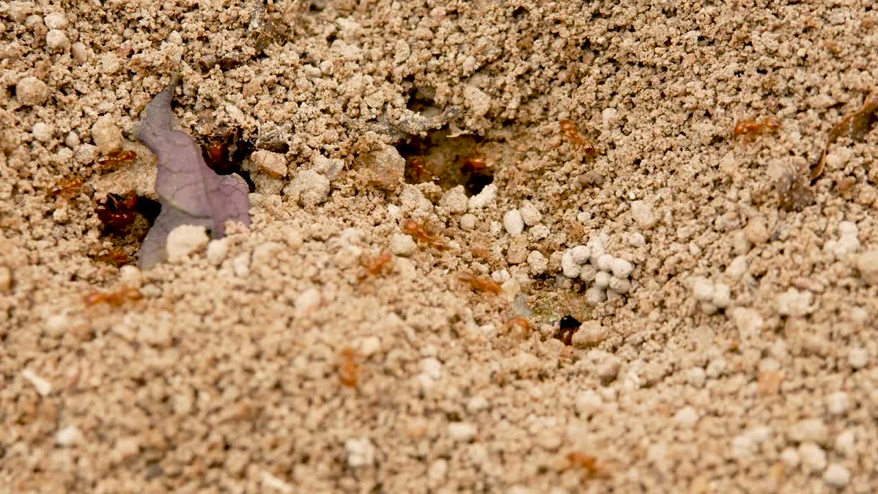 nido de hormigas de fuego. concepto de colonia de hormigas en el mundo de la vida de los insectos.