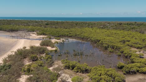 vista aérea de los manglares y la costa arenosa