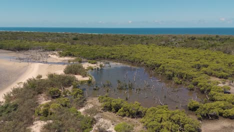 aerial view of mangroves and sandy coastline