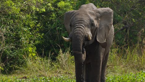 african bush elephant (loxodonta africana) is seen moving forward in a grassy area surrounded by thick vegetation in murchison falls national park, uganda, captured in slow motion.