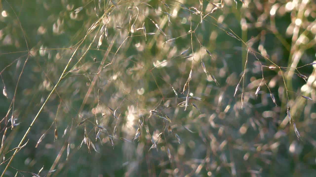 필드에 바람이 부는 야생 초목을 닫습니다.