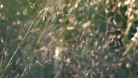 wild vegetation blowing in wind on a field, close up