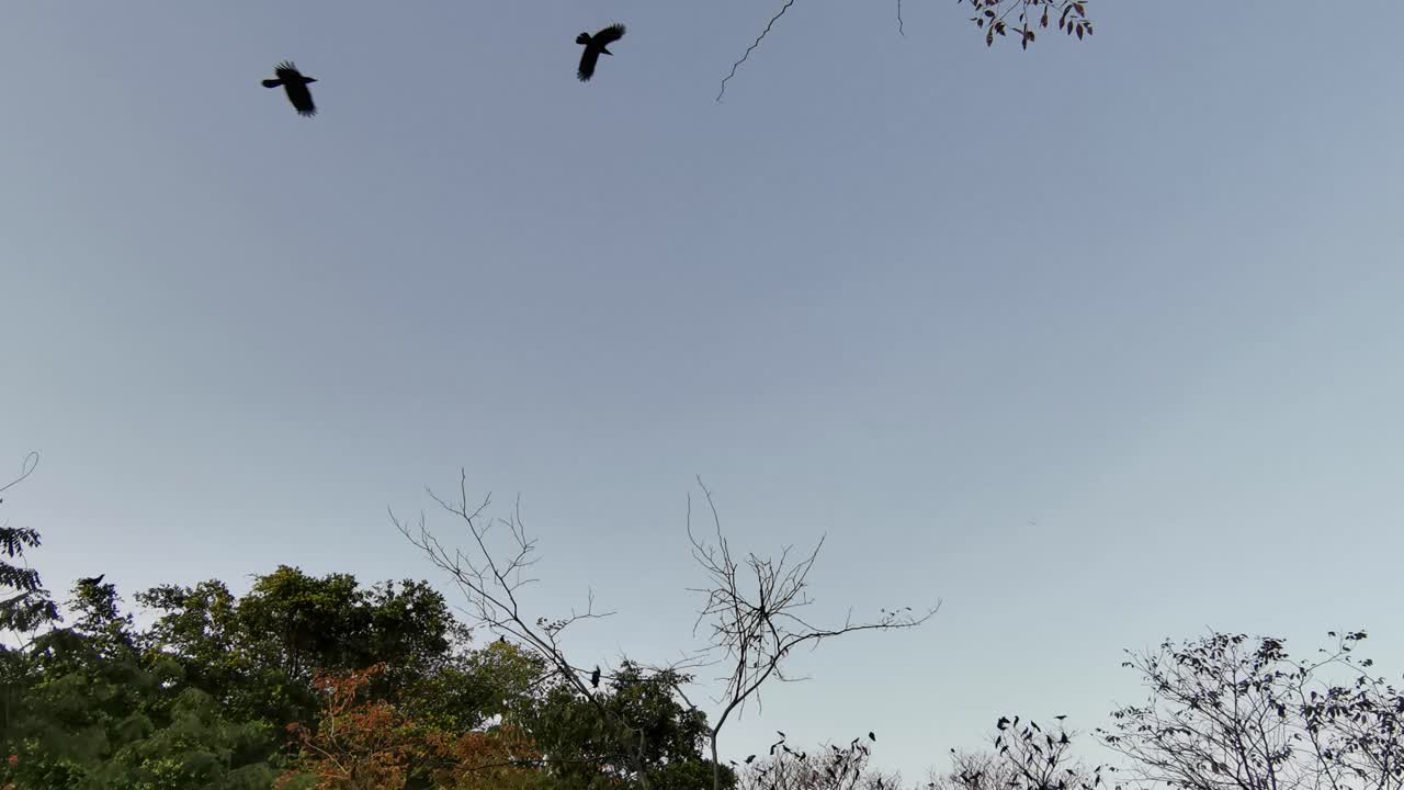 la presencia inquietante de los pájaros cuervo negro llena las copas de los árboles mientras vuelan, perfecto para halloween
