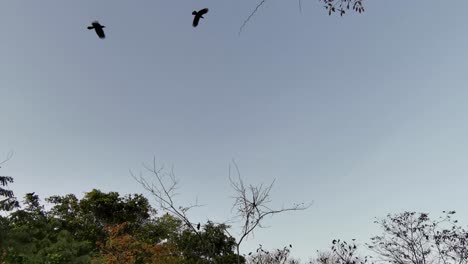 The-haunting-presence-of-black-raven-birds-fills-the-treetops-as-they-fly-about,-perfect-for-Halloween