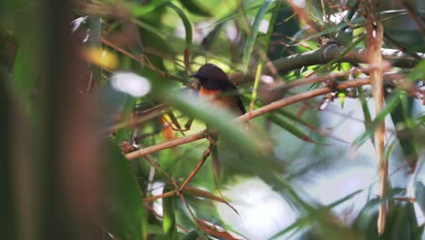 a migrant chinese-blue flycatcher perching on the bamboo twigs above the ground, hidden behind the leaves while being swayed by the wind