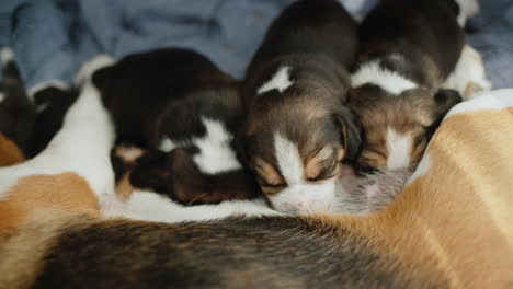 Cute-female-beagle-feeds-her-puppies,-lies-on-the-floor-in-the-house