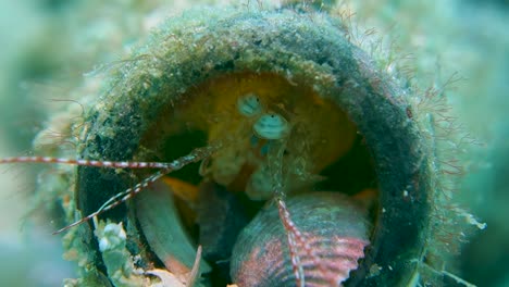 Adult-Mantis-Shrimp-Hides-in-Glass-Bottle-Moves-Powerful-Eyes-Independently