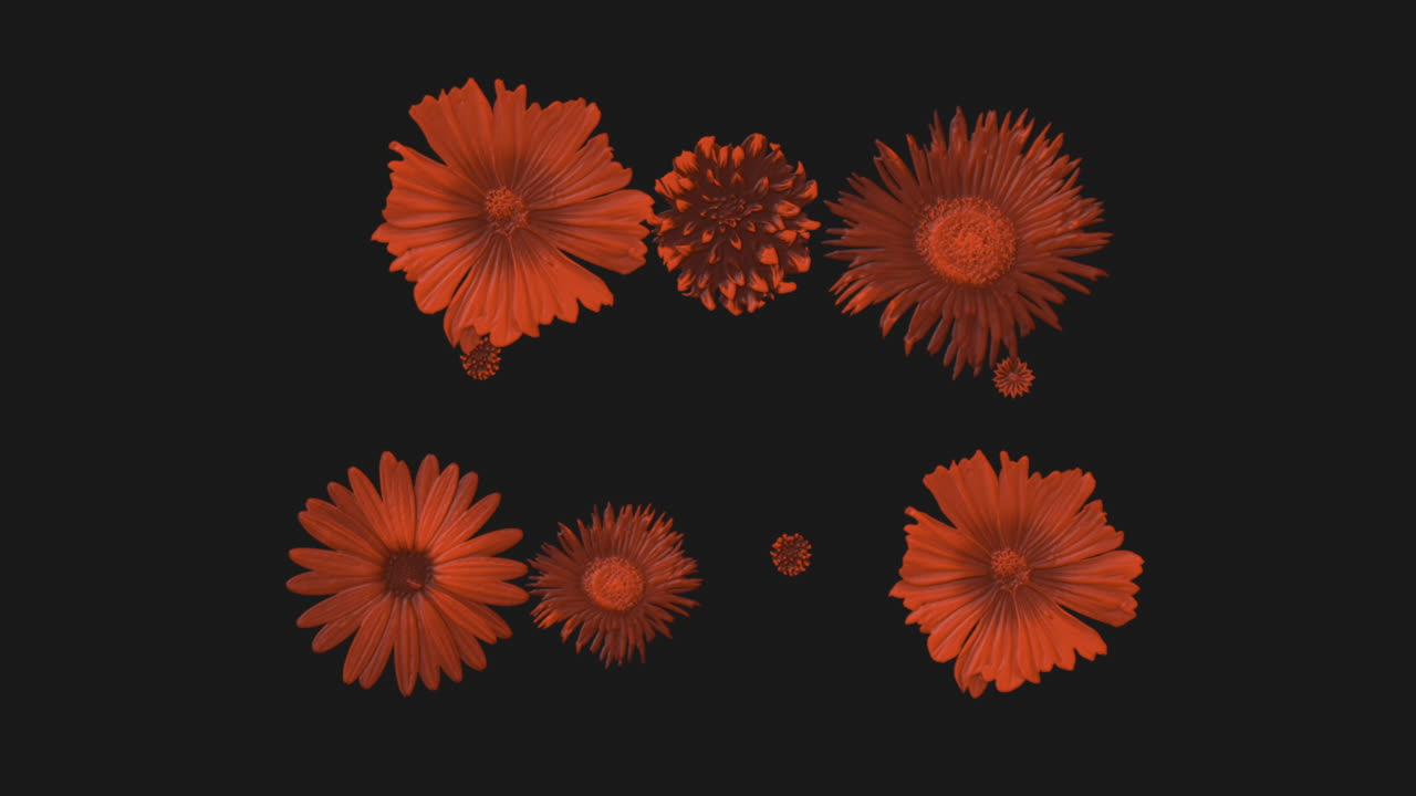 검은색 그라데이션에 빨간색 복고풍 봄 꽃